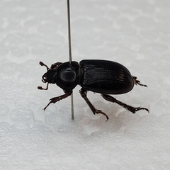 Platyceroides keeni