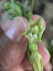 Epipactis bugacensis