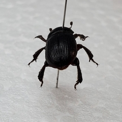Platyceroides keeni