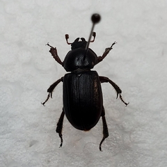 Platyceroides keeni