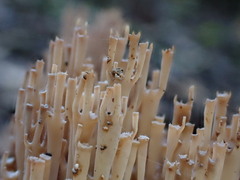 Artomyces austropiperatus
