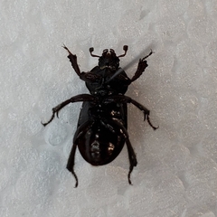 Platyceroides keeni