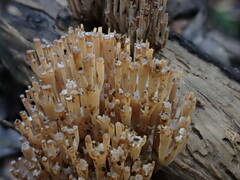 Artomyces austropiperatus