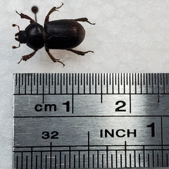 Platyceroides keeni