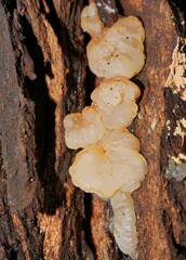 Tremella globispora