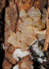 Tremella globispora