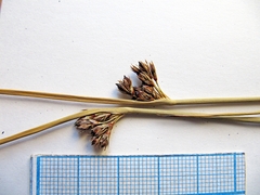 Juncus haenkei