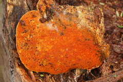 Piptoporus australiensis