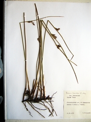 Juncus haenkei