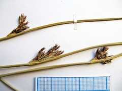 Juncus haenkei