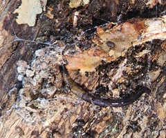 Arachnocampa luminosa
