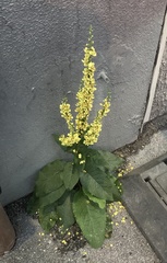 Verbascum nigrum