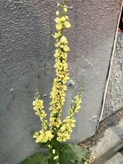 Verbascum nigrum