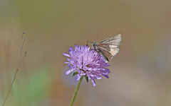Pyrgus sidae