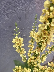 Verbascum nigrum