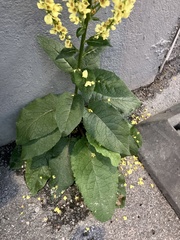 Verbascum nigrum