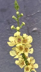 Verbascum nigrum