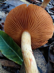 Cortinarius austrocinnabarinus