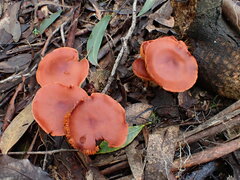 Cortinarius austrocinnabarinus