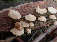 Marasmiellus affixus