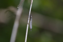 Enallagma circulatum