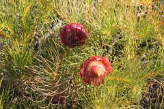 Protea pityphylla
