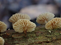 Marasmiellus affixus
