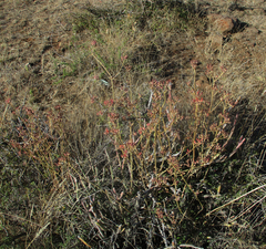 Kalanchoe rotundifolia
