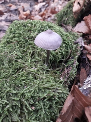 Mycena polygramma