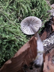 Mycena polygramma