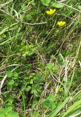 Potentilla drummondii