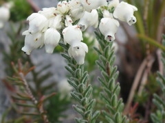 Erica calcareophila