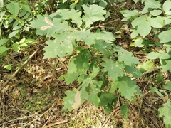 Quercus robur