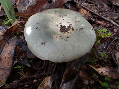 Russula iterika