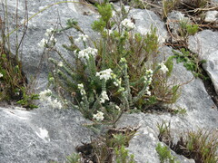 Erica calcareophila