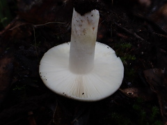 Russula iterika