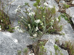 Erica calcareophila