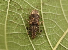 Eucorynus