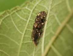 Eucorynus
