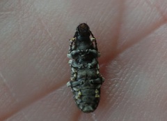 Eucorynus
