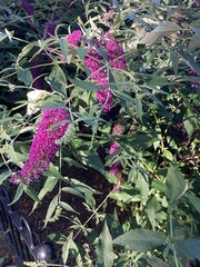 Buddleja davidii