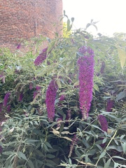 Buddleja davidii