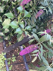 Buddleja davidii