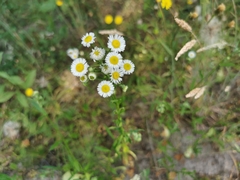 Erigeron annuus