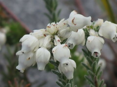 Erica calcareophila