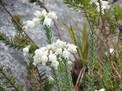 Erica calcareophila