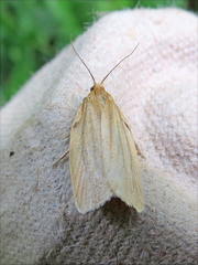 Clepsis clemensiana