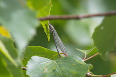 Enallagma circulatum