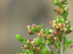 Erica axillaris