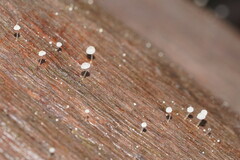 Mycena piringa